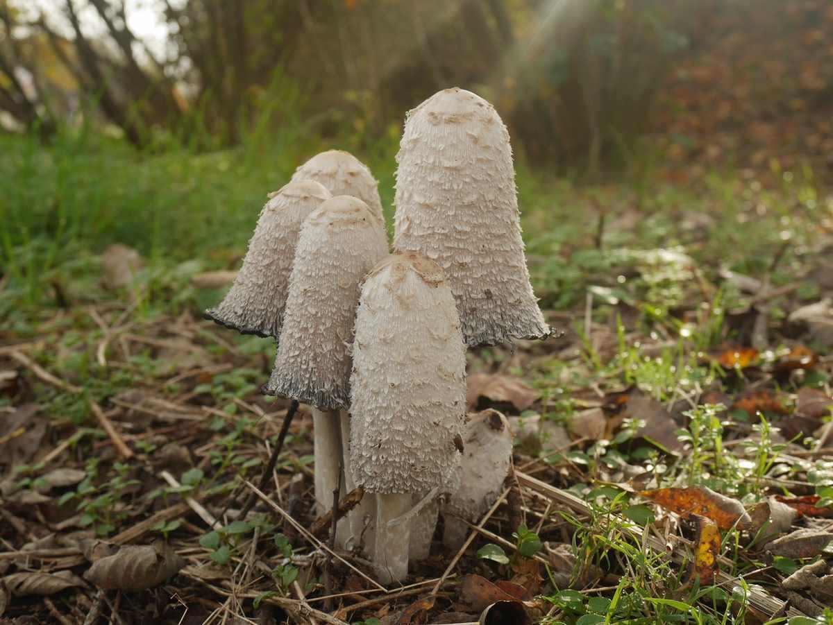 Champignons gris et blancs poussant dans un champ Champignons gris et blancs poussant dans un champ